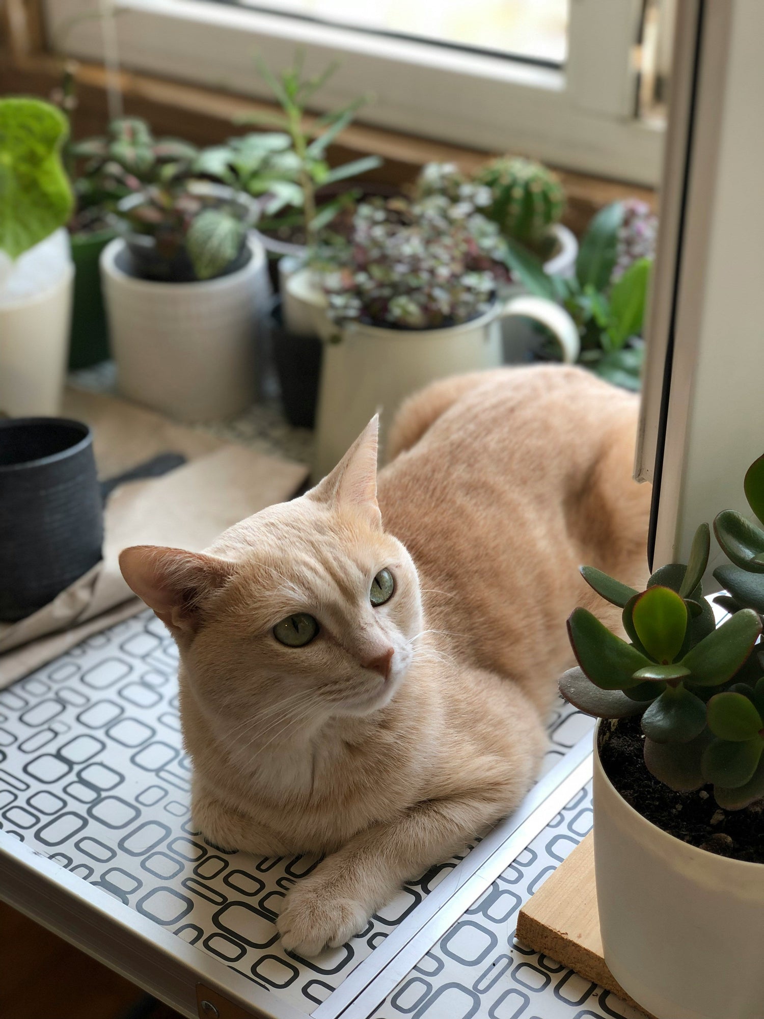 Beige Katze liegt entspannt auf einer Fensterbank zwischen mehreren Zimmerpflanzen, darunter Sukkulenten und kleine Topfpflanzen, und blickt aufmerksam in die Kamera. Foto: Julia Smklv (Unsplash)