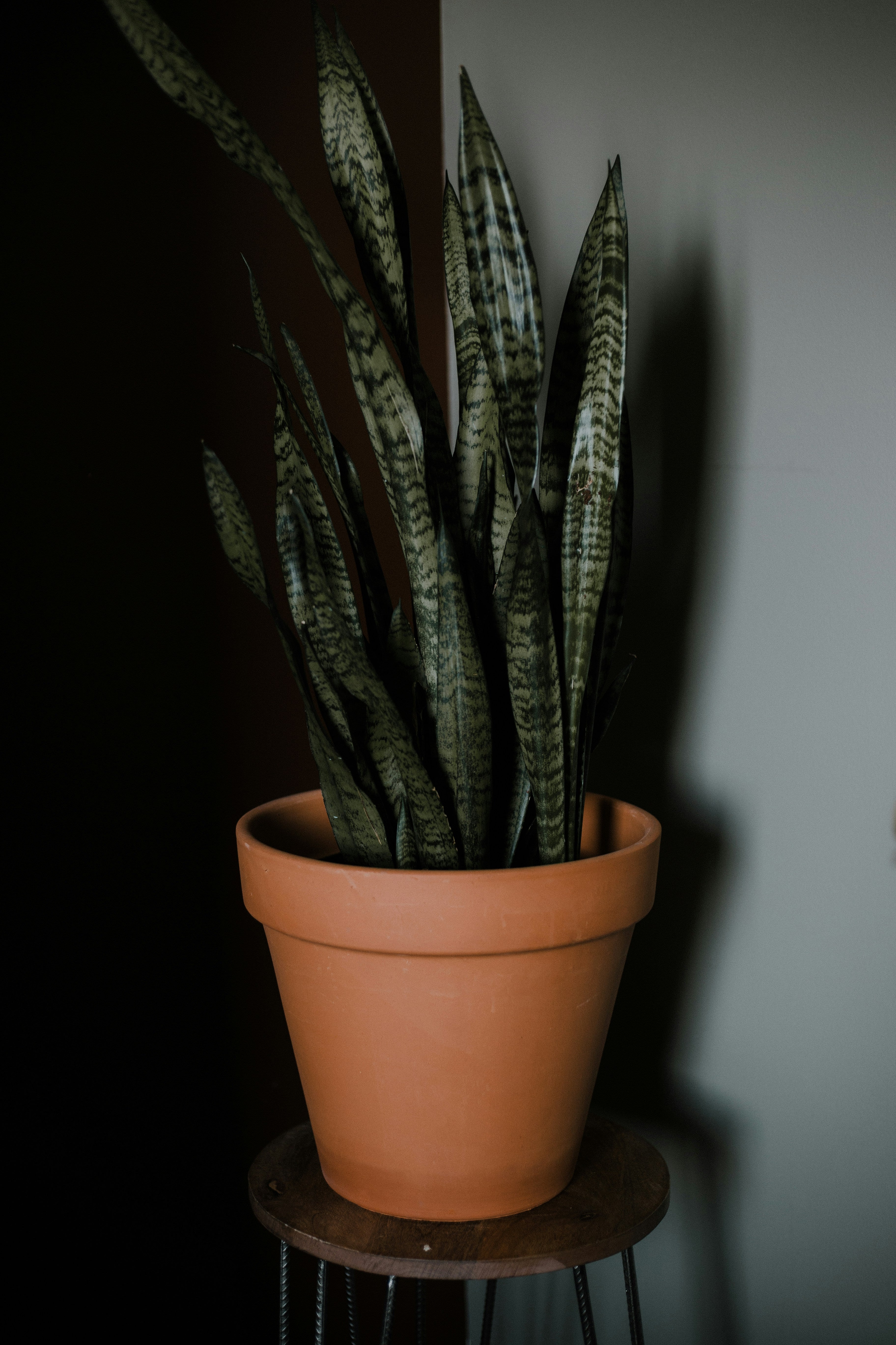 Zimmerpflanzen wenig Licht Badezimmer Pflanzen Sansevieria Trifasciata Bogenhanf in Terrakotta-Topf – Snake Plant für wenig Licht in dunkler Ecke Priscilla Du Preez 🇨🇦/Unsplash