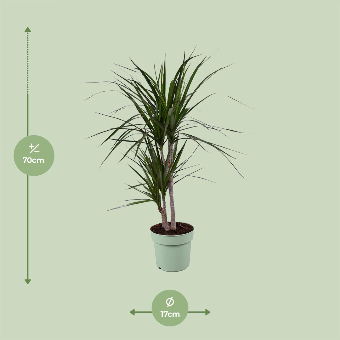 Madagascar Dragon Tree