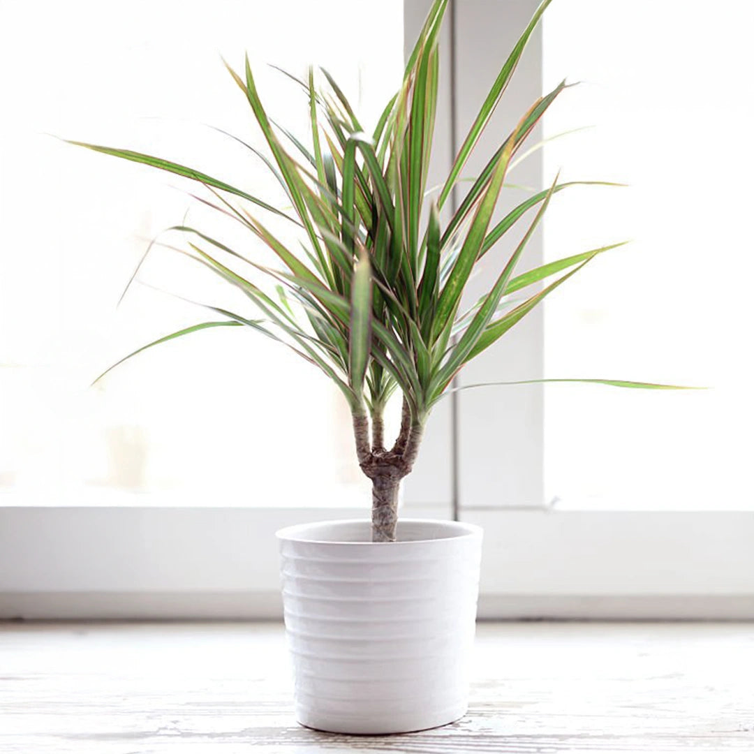 Madagascar Dragon Tree