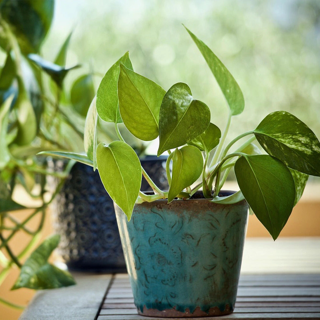 The Reliable Devil's Ivy