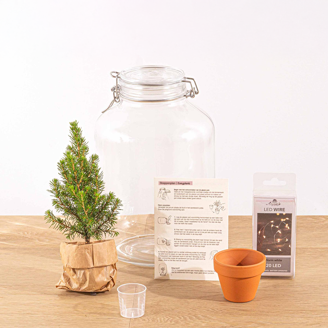 Easyplant Ficus Christmas