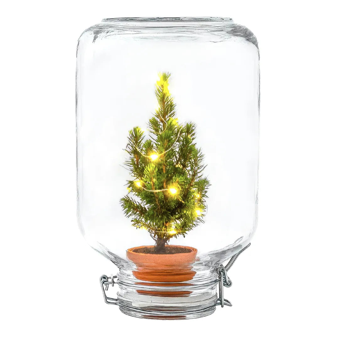 Easyplant Ficus Christmas