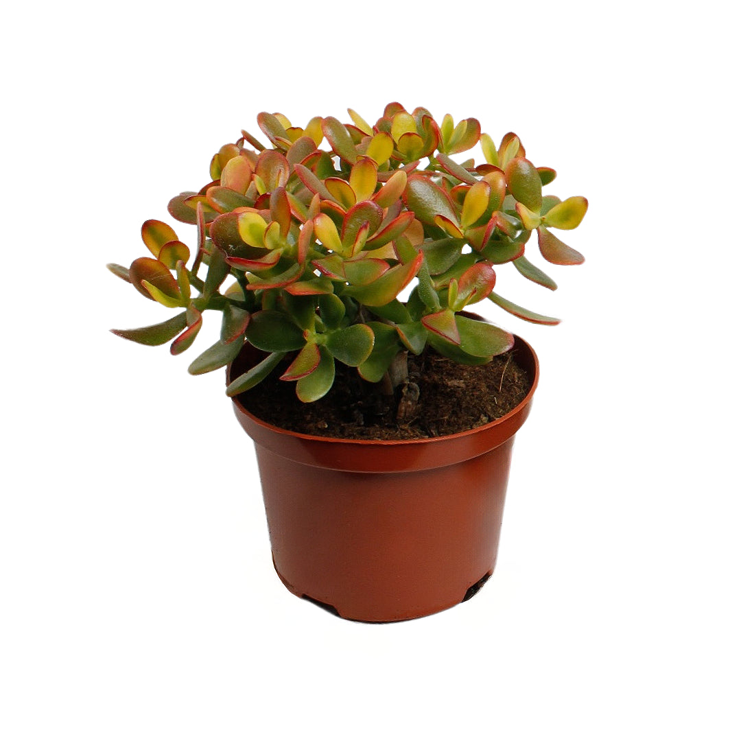 Golden Jade Plant