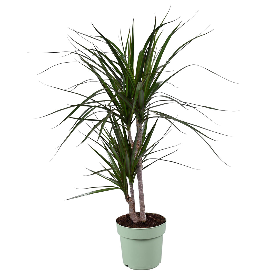 Madagascar Dragon Tree