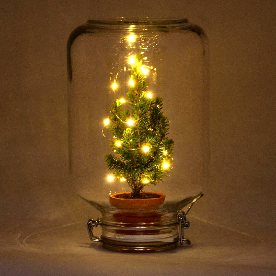 Easyplant Ficus Christmas