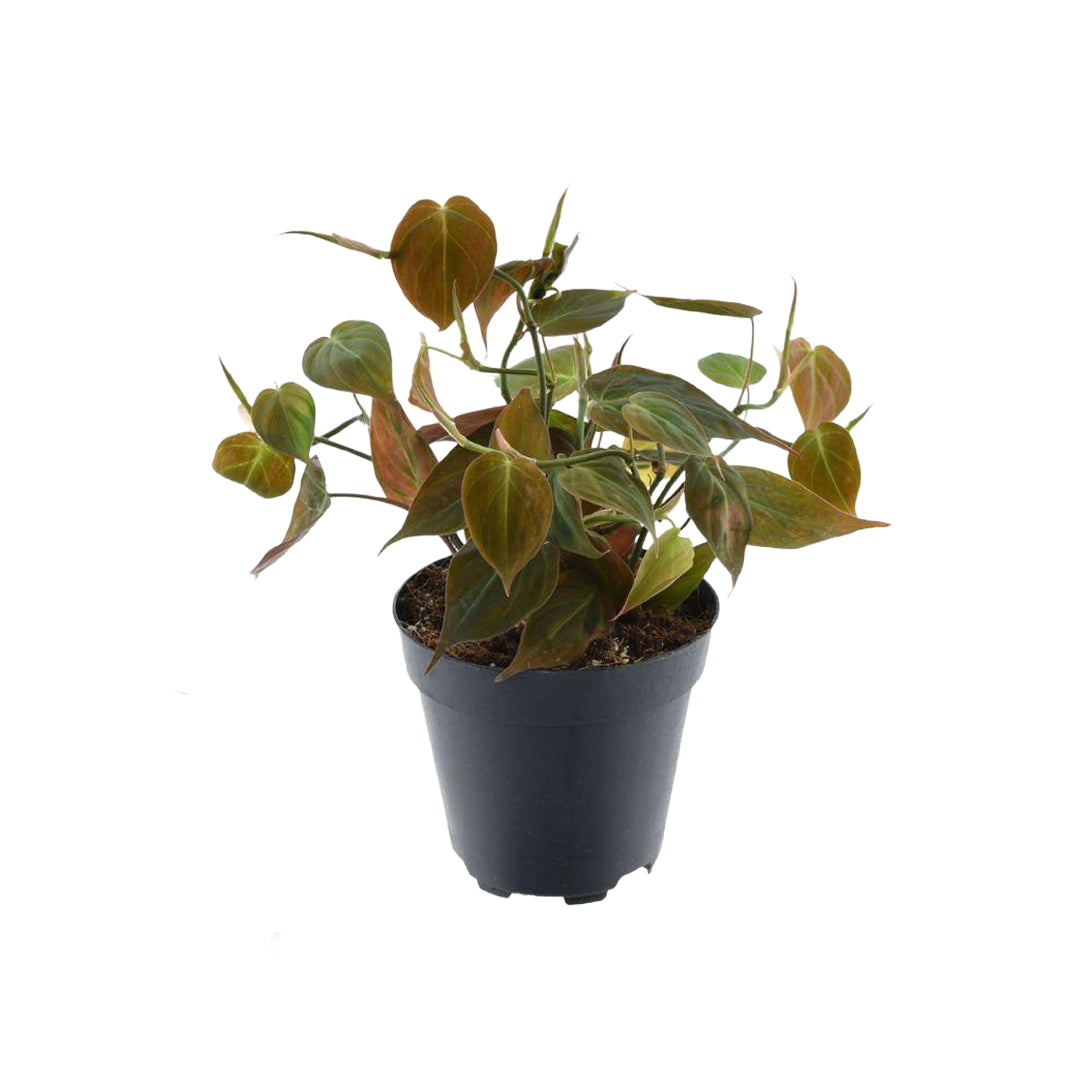 Velvet-Leaf Philodendron