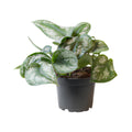 Silver Pothos