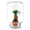 Easyplant Ficus Microcarpa