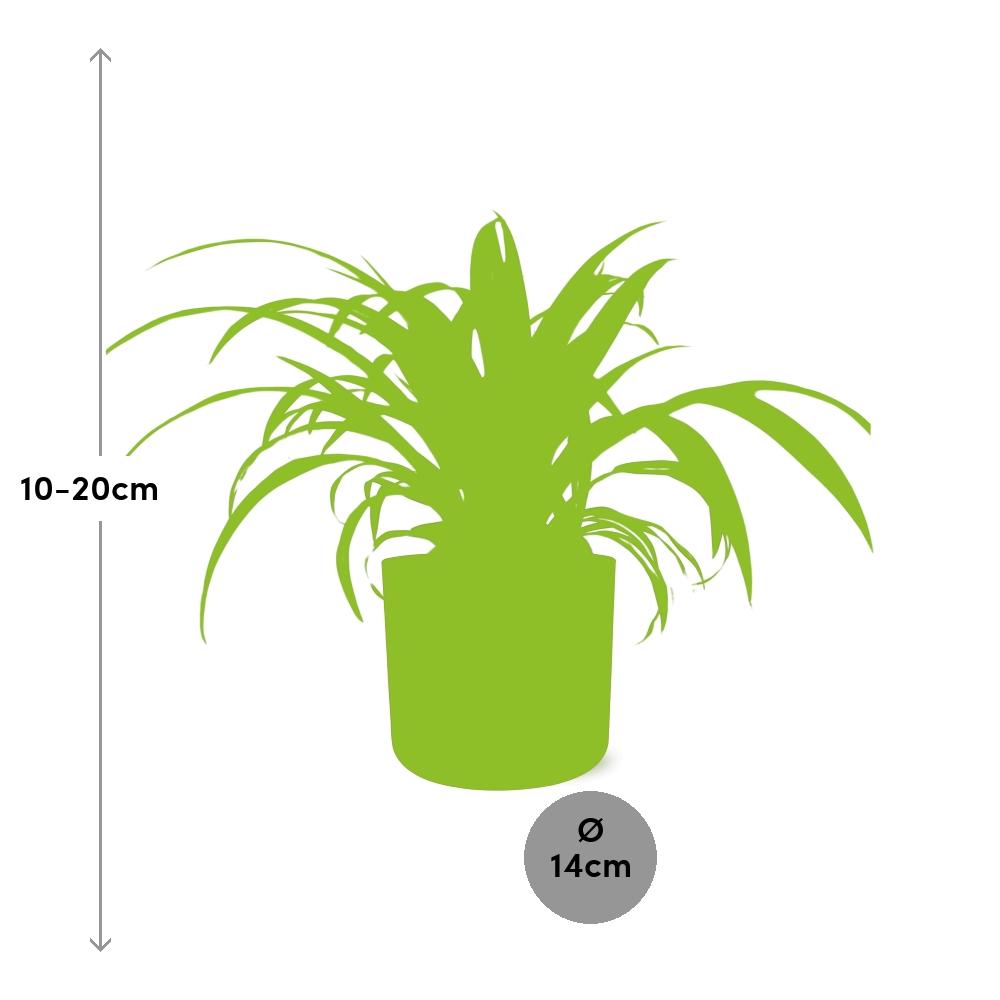 Spider Plant in a Reddish-Brown Pot