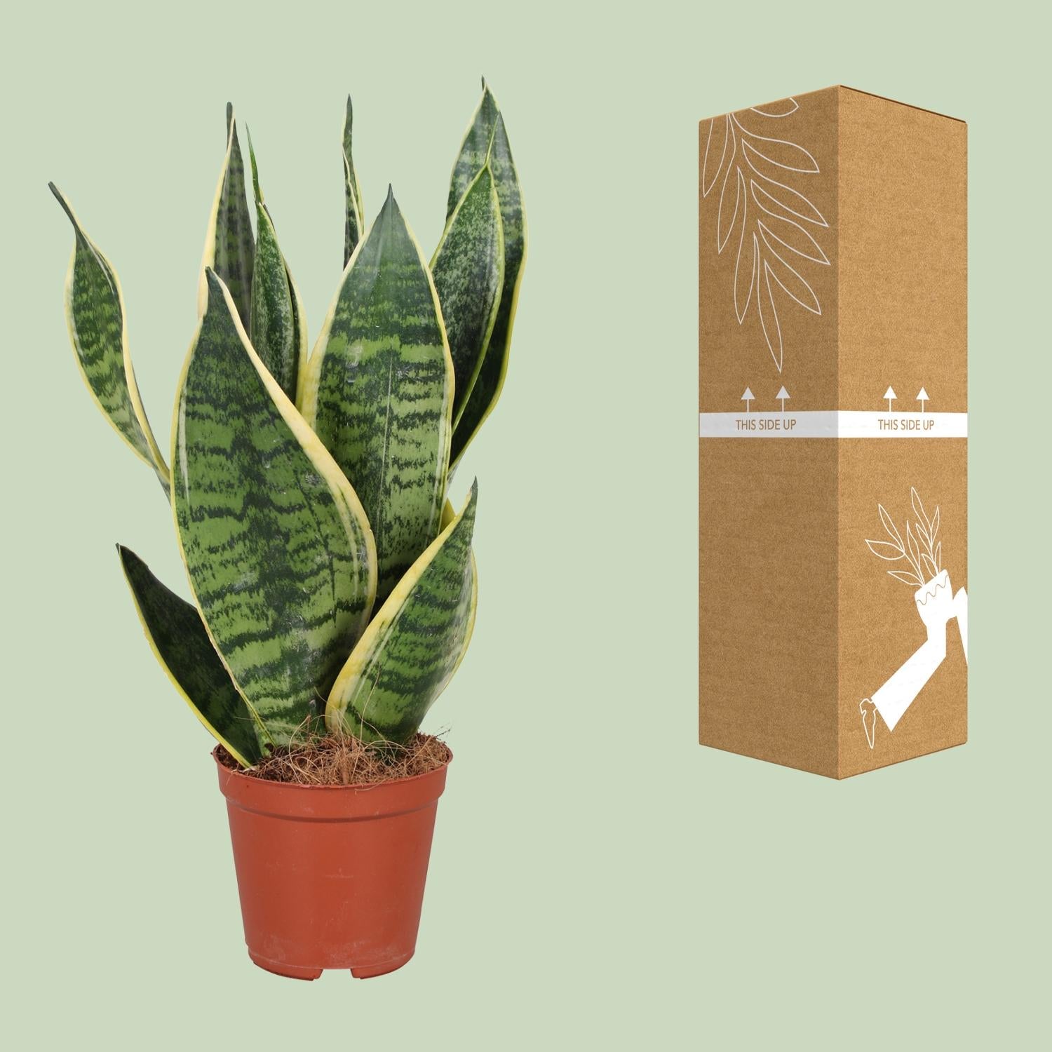 Snake Plant