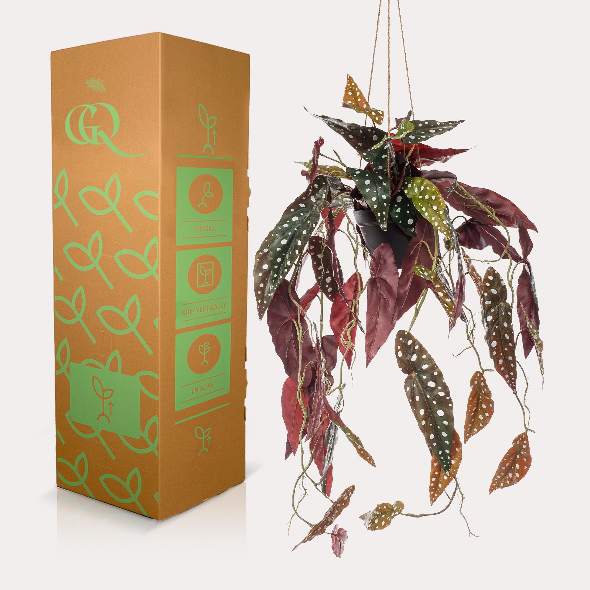 Forellenbegonie - Kunstpflanze