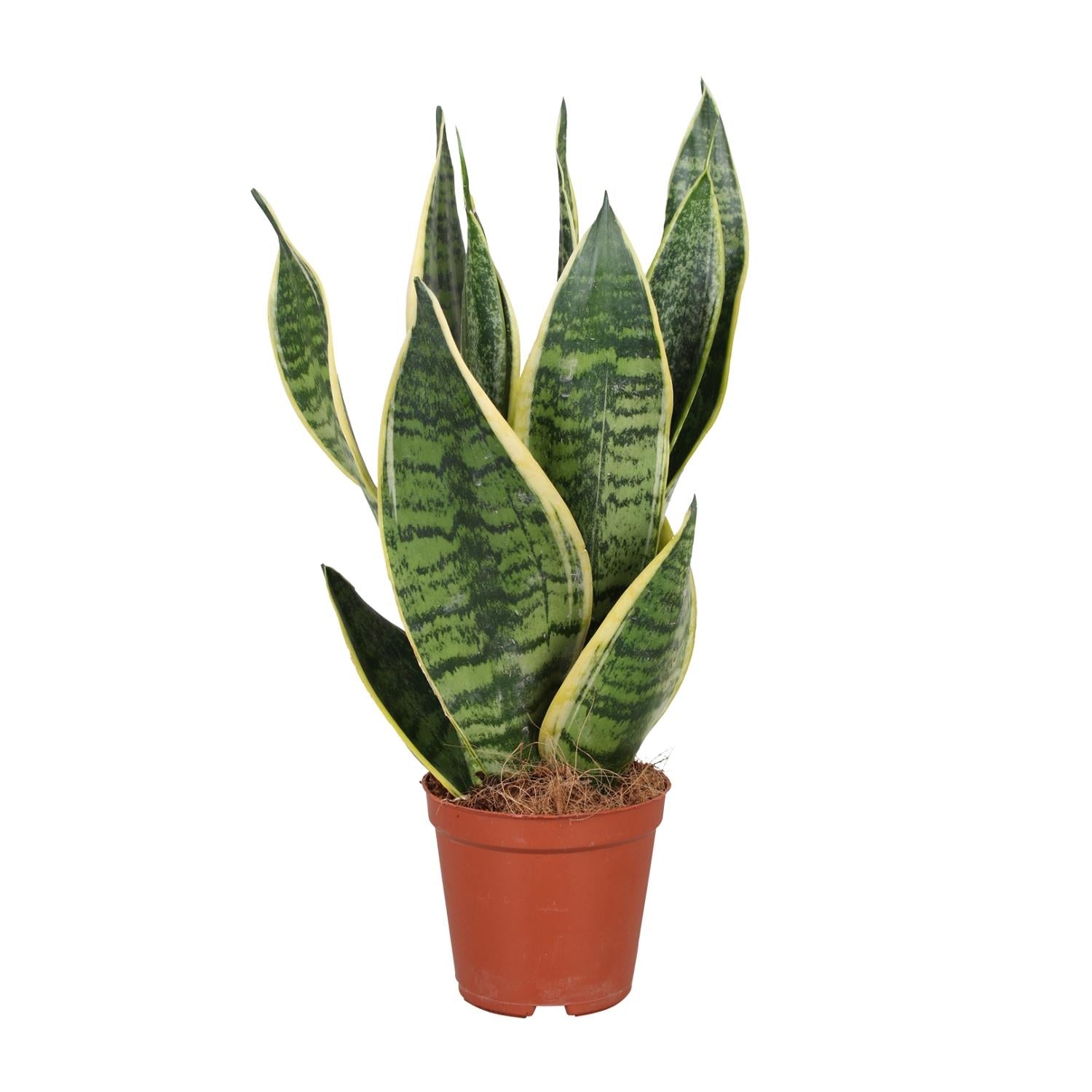 Snake Plant