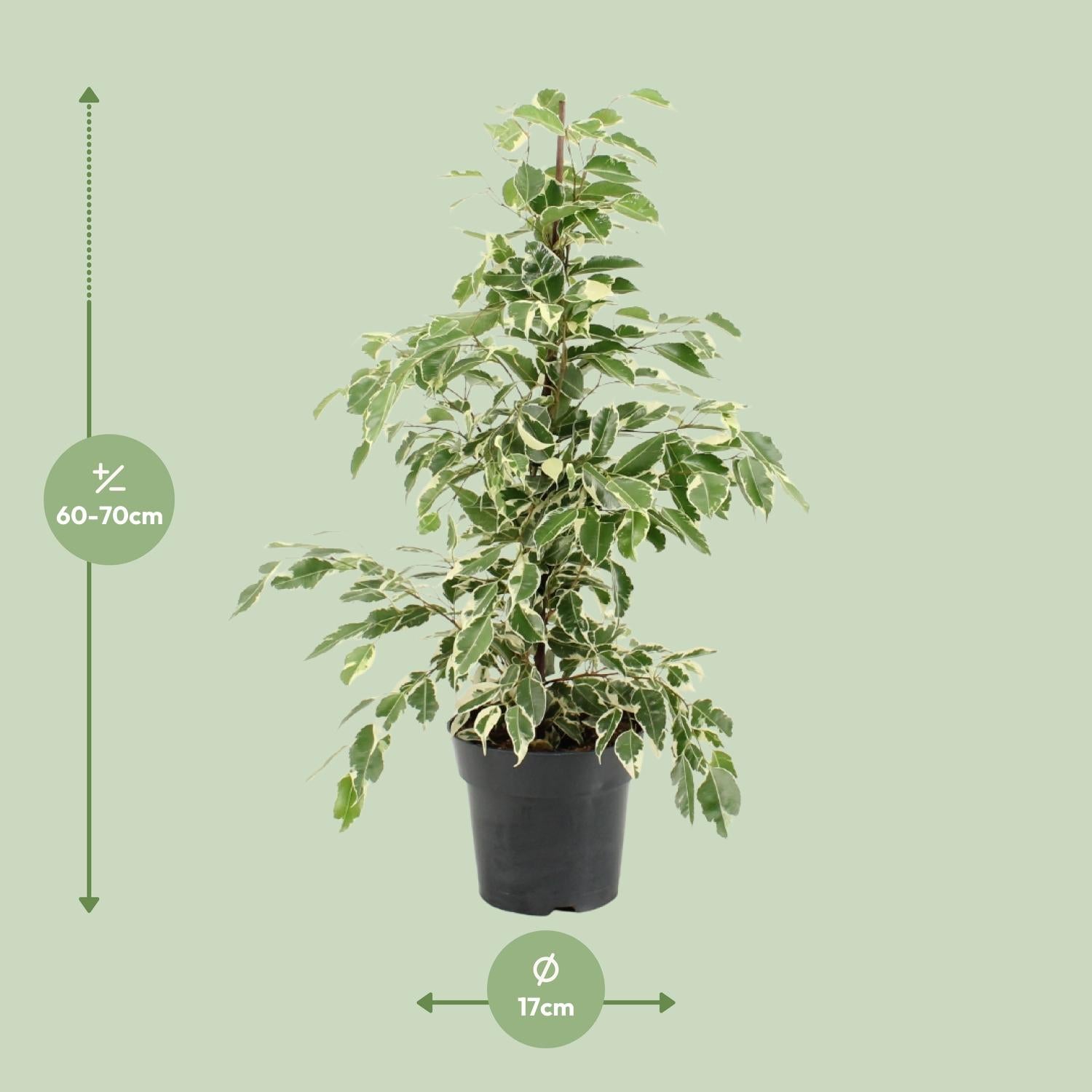 Weeping Fig 'Twilight'