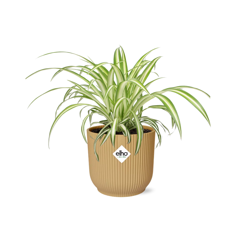 Spider Plant in a Light Brown Pot