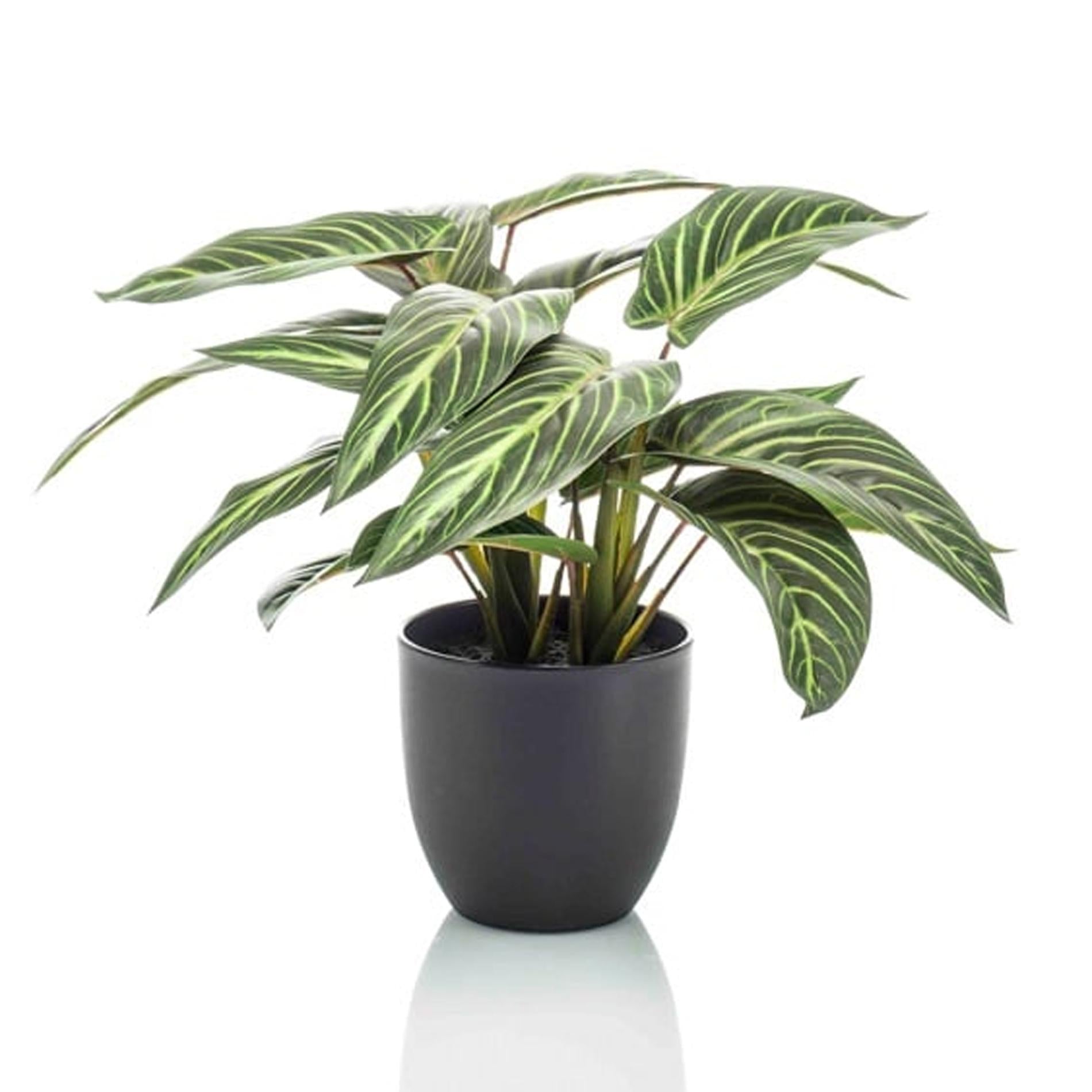 Zebra Prayer Plant – Artificial