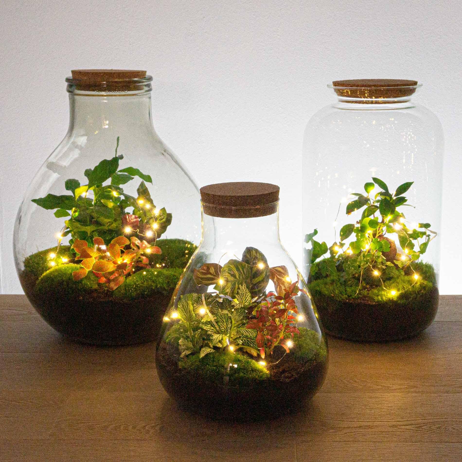 Glow-Up String Lights