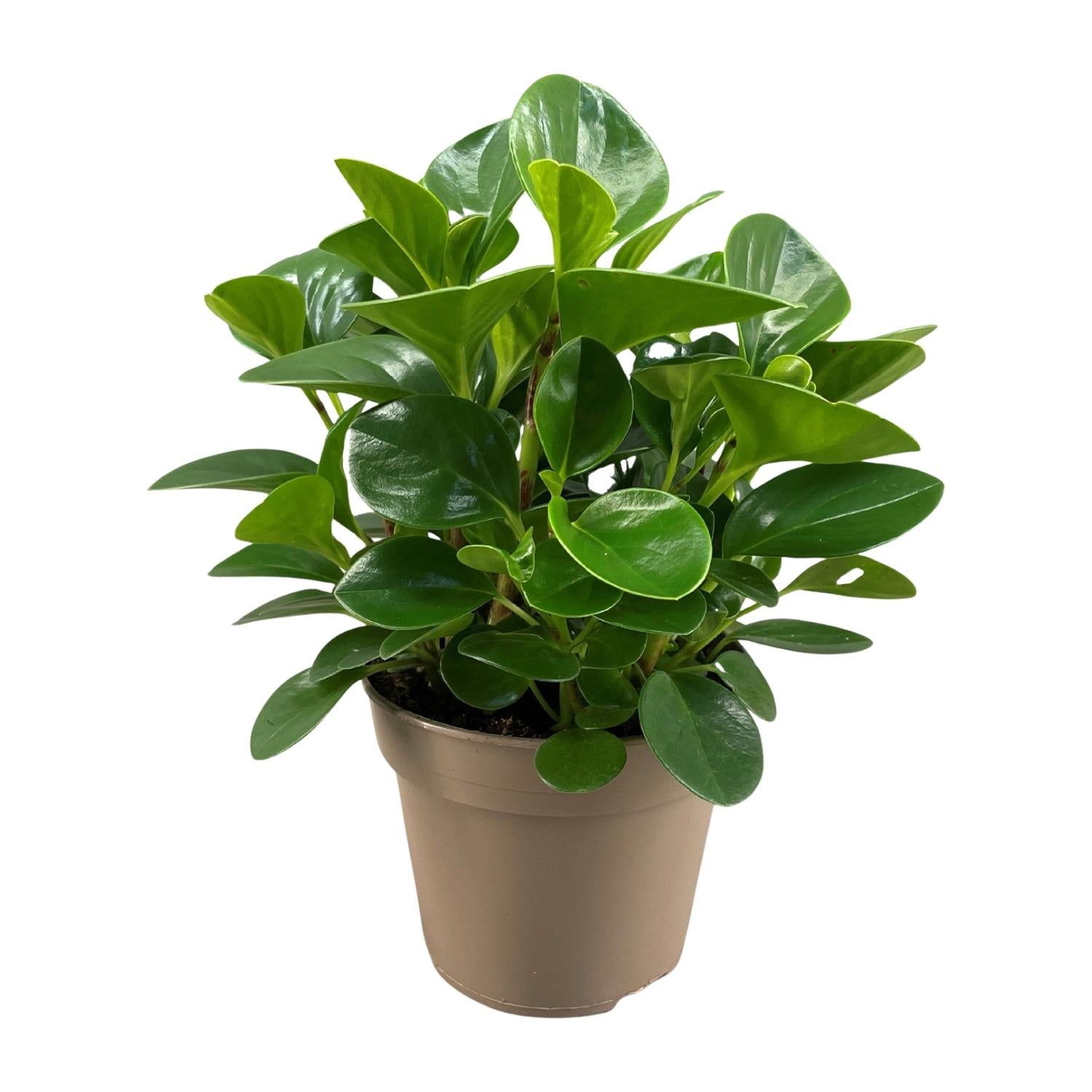 Peperomia Obtusifolia 'Green Gold'