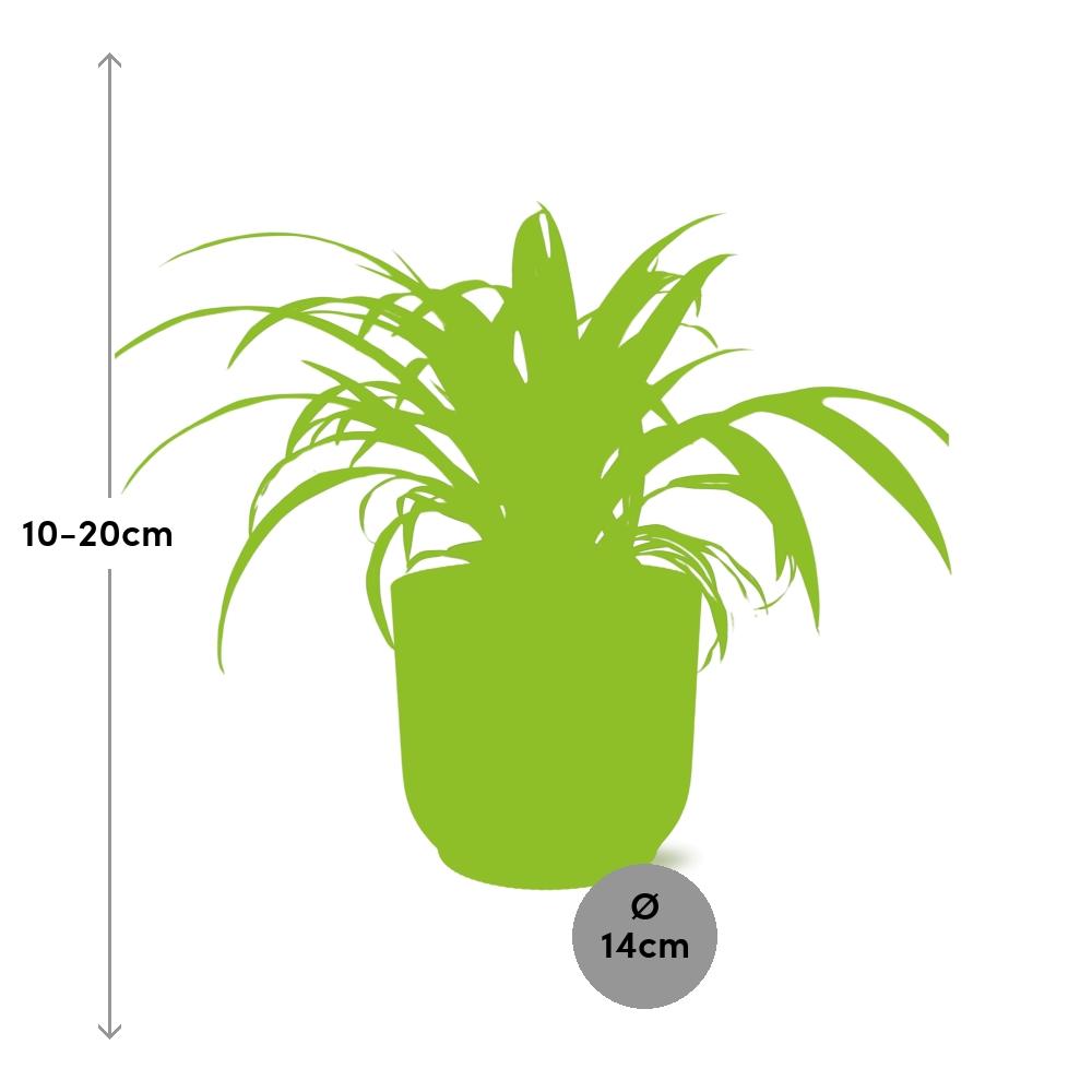 Spider Plant in a Light Brown Pot