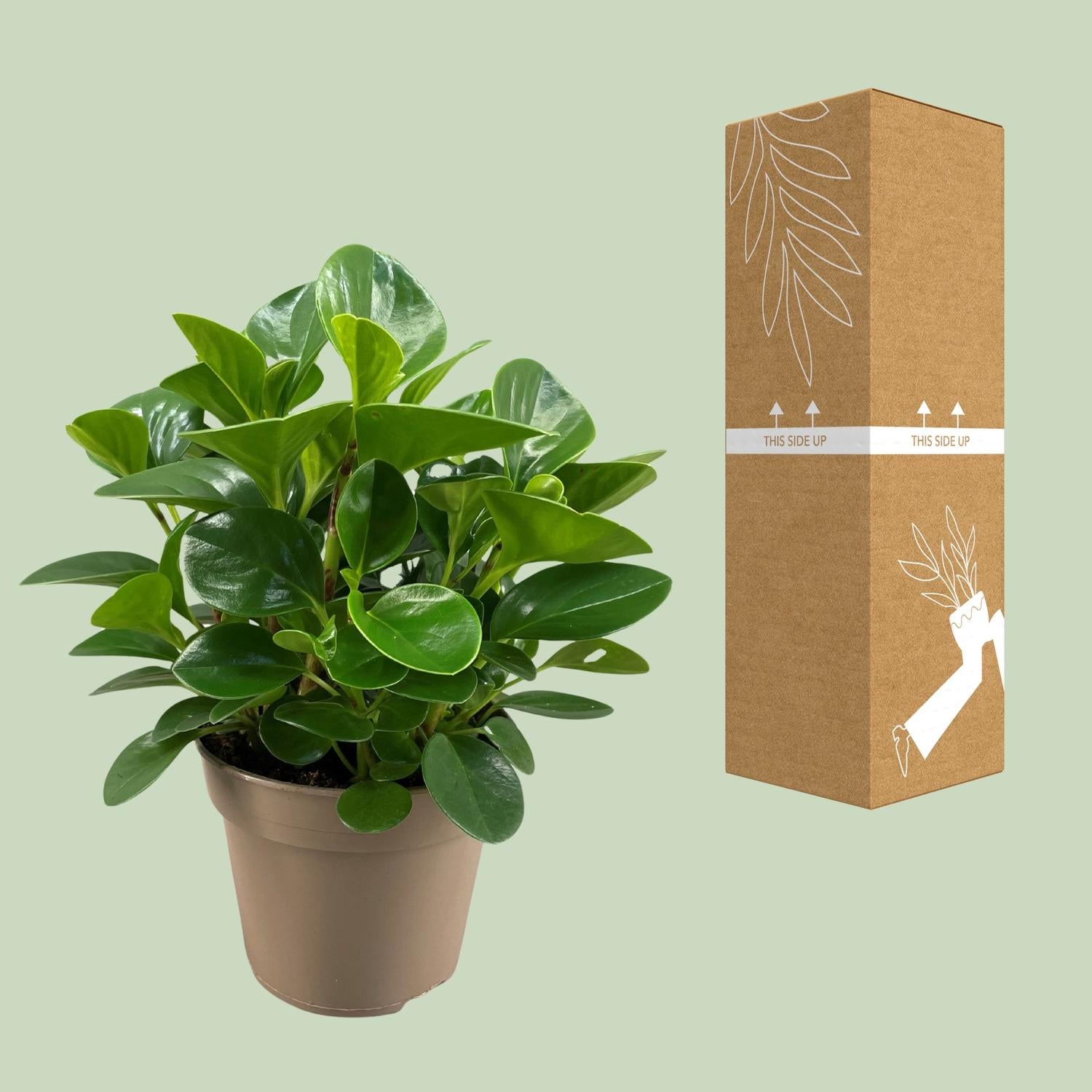 Peperomia Obtusifolia 'Green Gold'