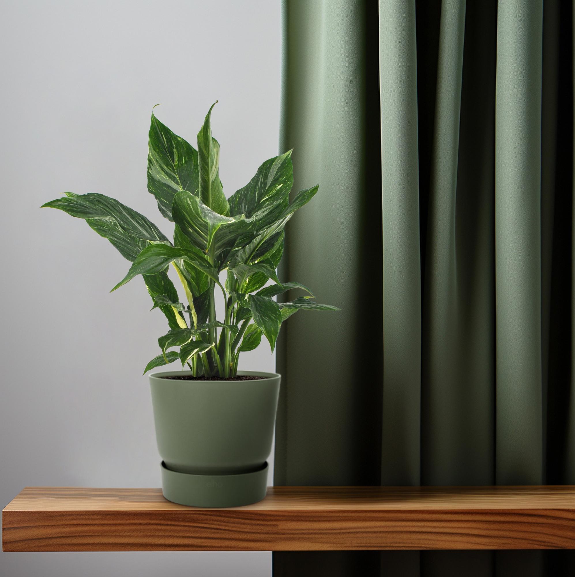 Peace Lily ‘Diamond’