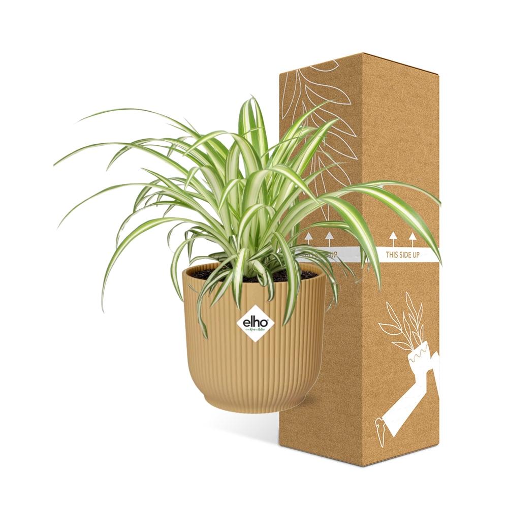 Spider Plant in a Light Brown Pot