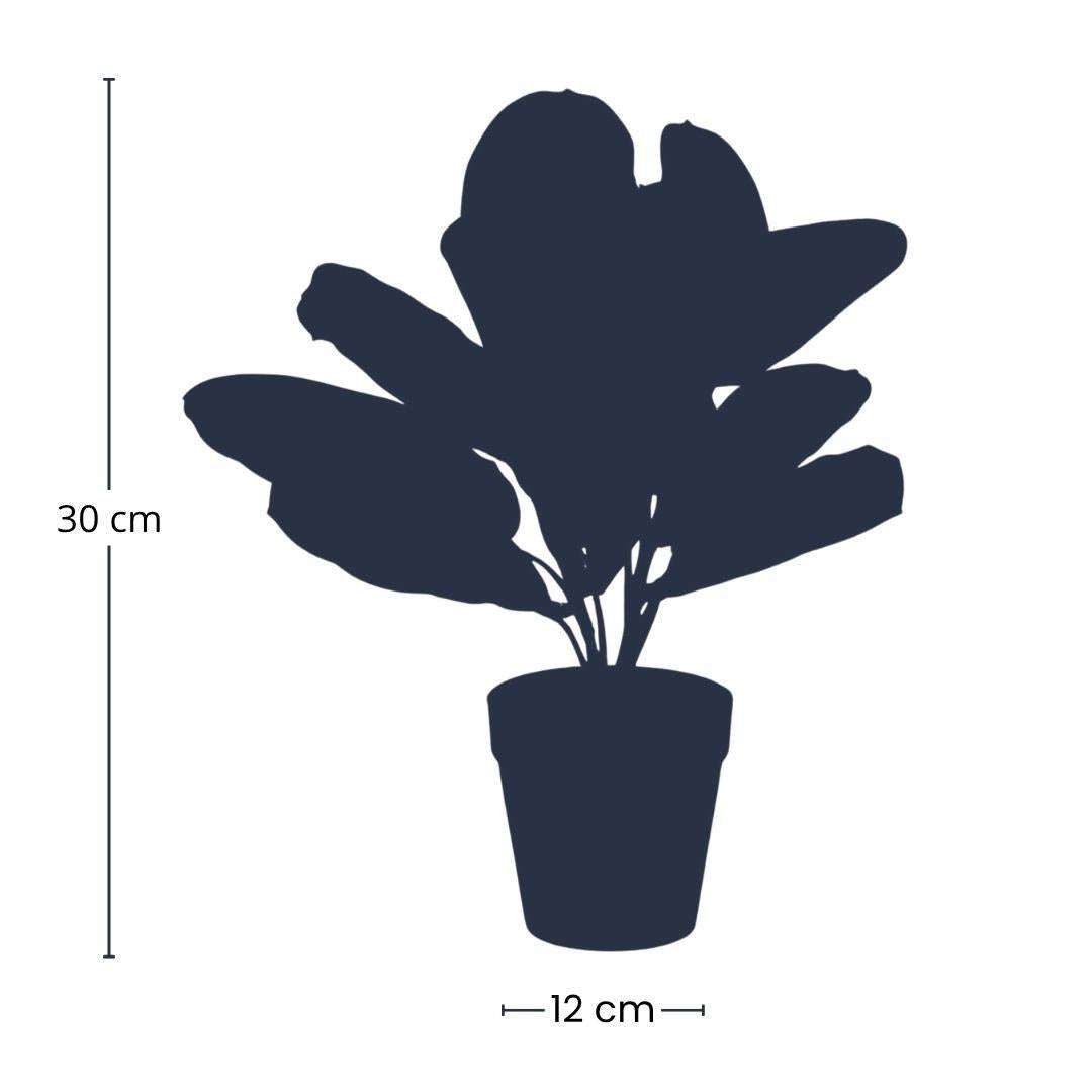 Prayer Plant – Artificial – Small