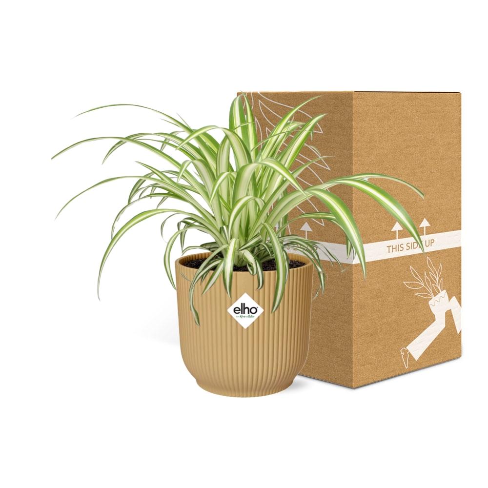 Spider Plant in a Light Brown Pot