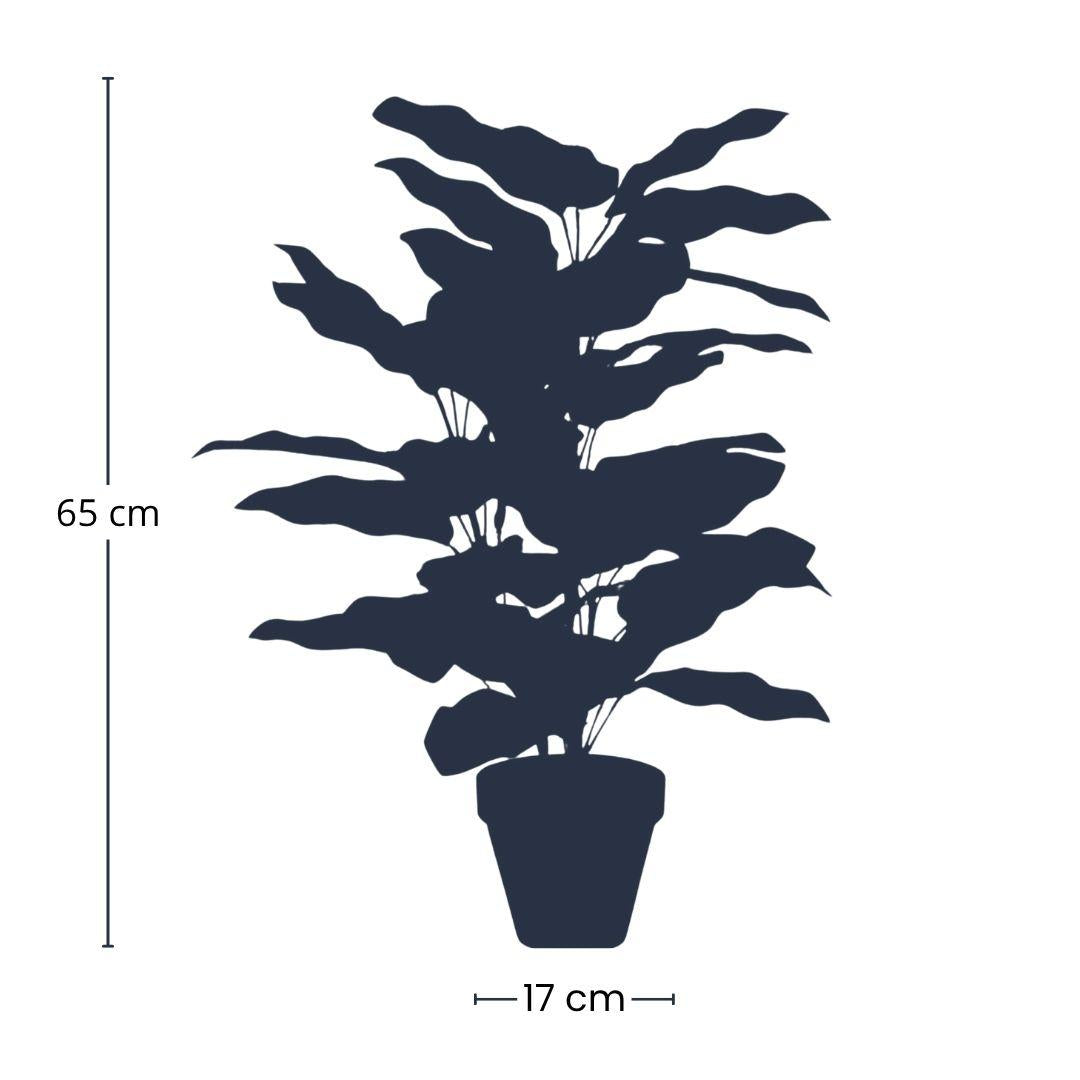 Prayer Plant – Artificial – Large