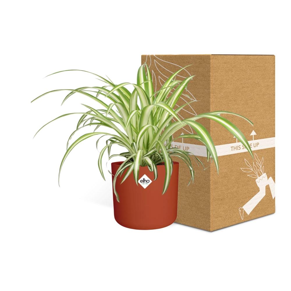 Spider Plant in a Reddish-Brown Pot