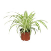 Spider Plant