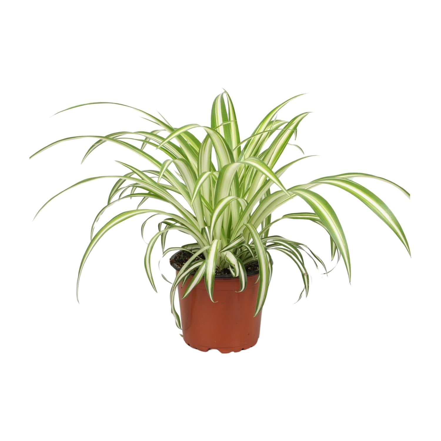 Spider Plant