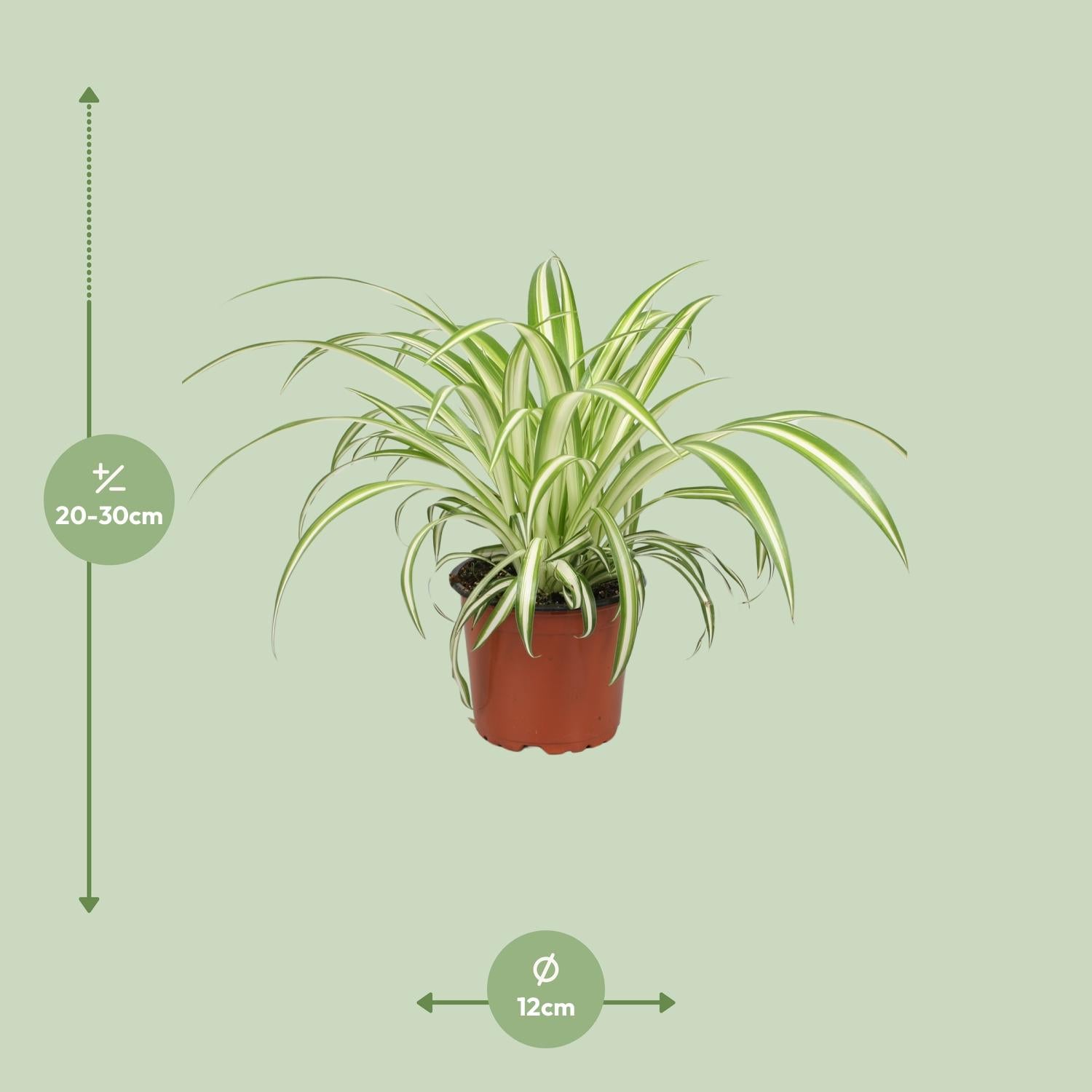 Spider Plant