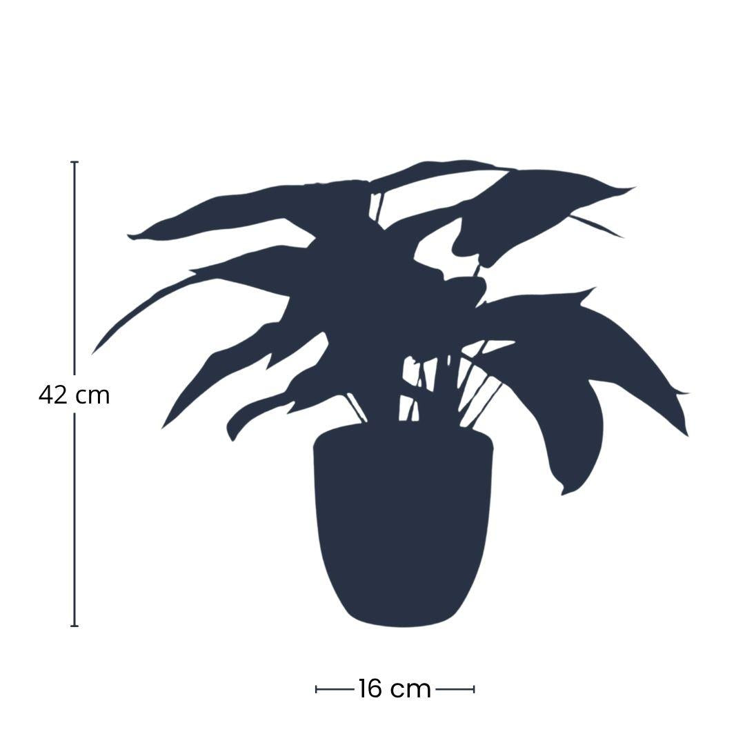 Zebra Prayer Plant – Artificial