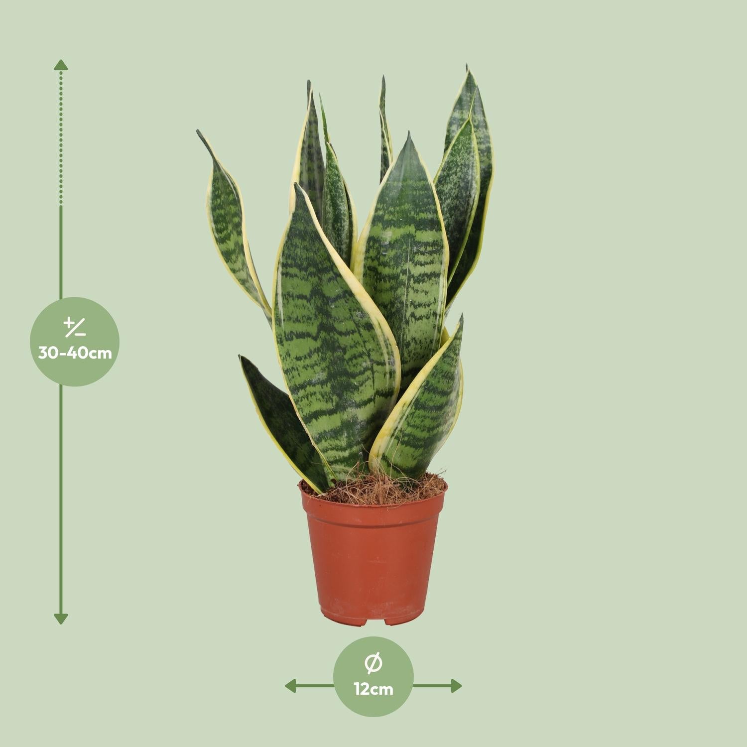 Snake Plant