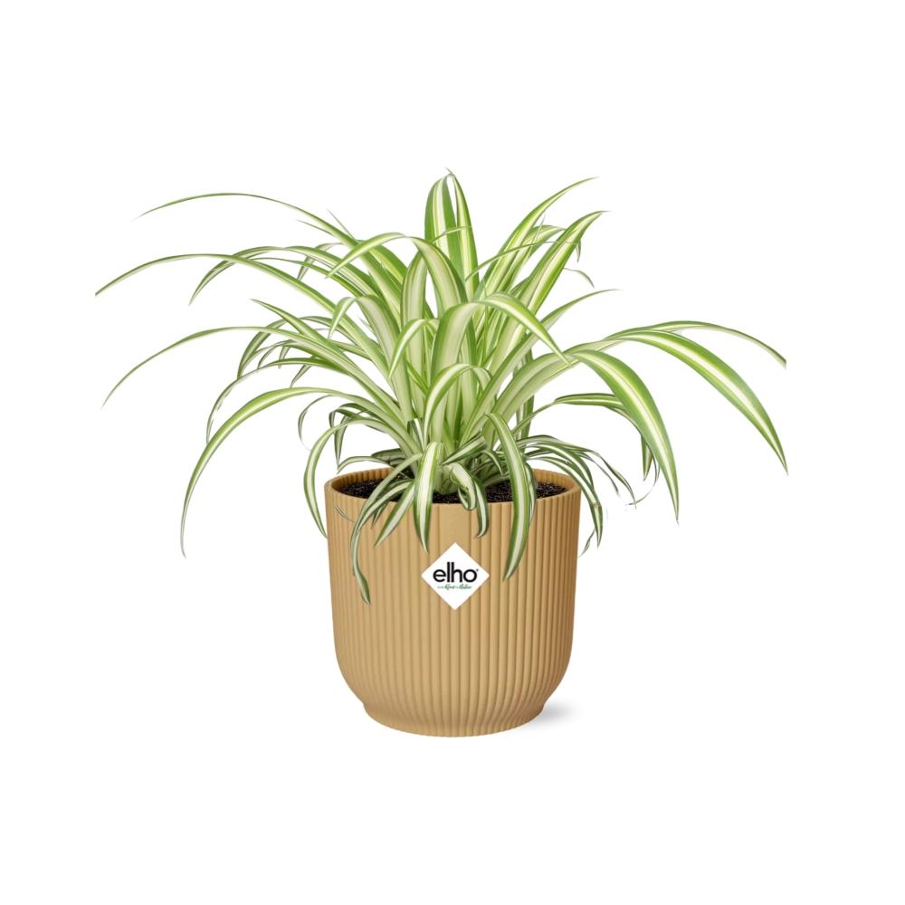Spider Plant in a Light Brown Pot