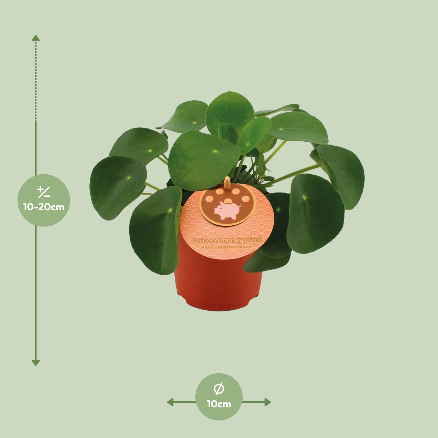 Chinese Money Plant
